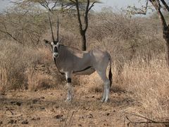 Oryx beisa beisa