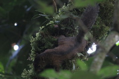 Microsciurus