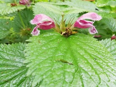 Lamium orvala