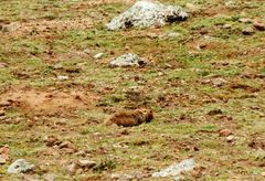 Tachyoryctes macrocephalus