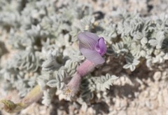 Astragalus phoenix