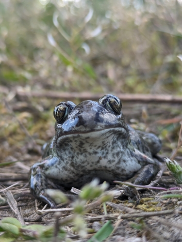 Common Spadefoot, Pelobates fuscus