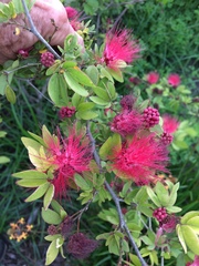 Calliandra tergemina emarginata