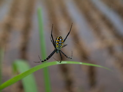Argiope catenulata