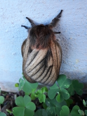 Eudyaria venata