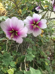 Malva subovata bicolor