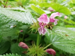 Lamium orvala