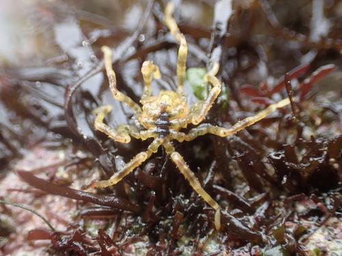 Hilgendorf's Sea Spider, Los Angeles, California, United States, photo 7 of 10
