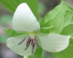 Trillium rugelii