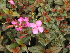 Heterocentron elegans
