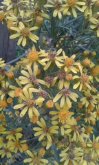 Senecio riddellii