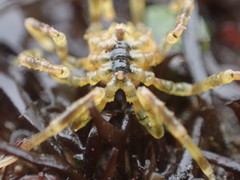 Ammothea hilgendorfi