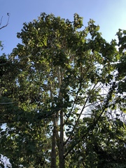 Heliocarpus donnellsmithii
