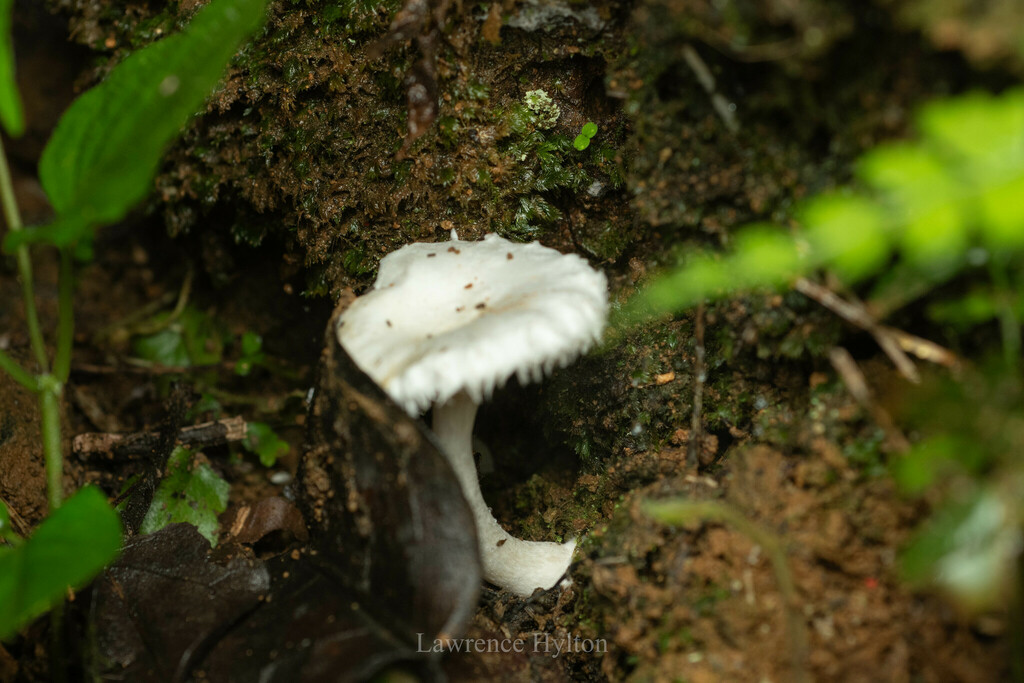 Clitopilus crispus · April 2024 · photo: © lawrencehylton (iNaturalist, cc-by)