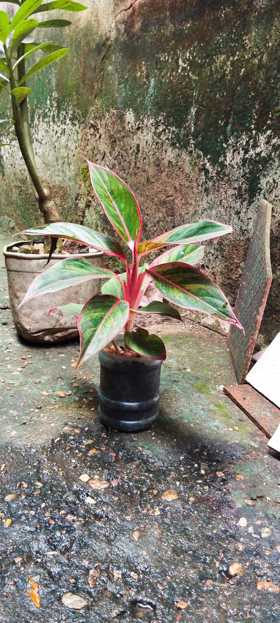 Imagem de Café de Salão
