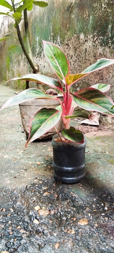 Foto de Café de Salão