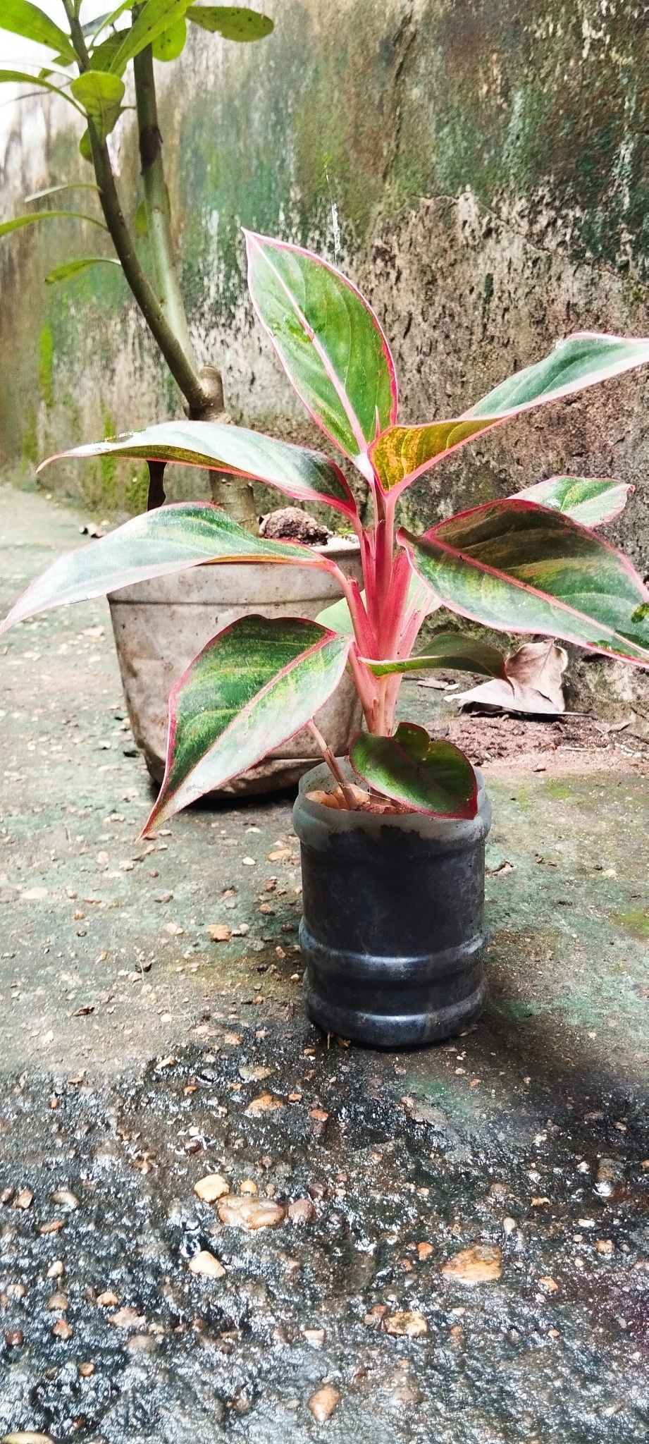 Imagem de Café de Salão