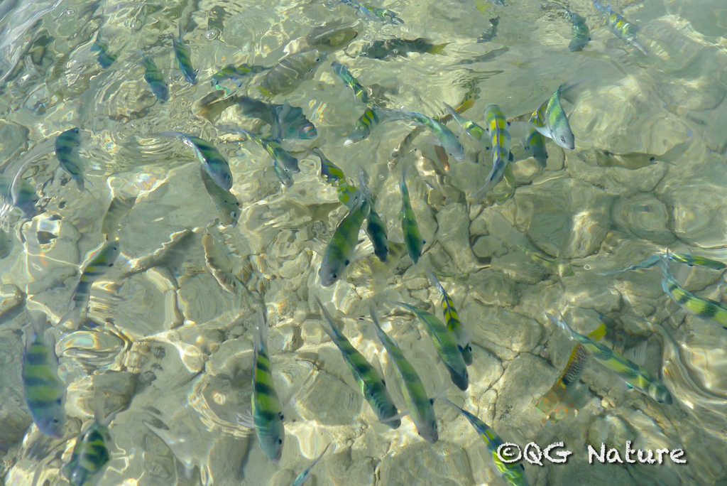 Indo-Pacific Sergeant Major (Abudefduf vaigiensis) — recorded at Bay 1, 2, 3