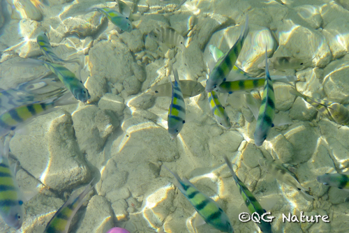 Indo-Pacific Sergeant Major (Abudefduf vaigiensis)