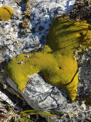 Hypodontium pomiforme