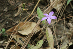 Pseuderanthemum praecox