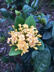 Ixora concinna