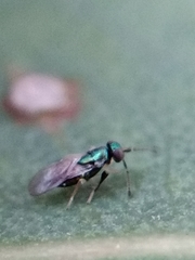 Psyllaephagus bliteus