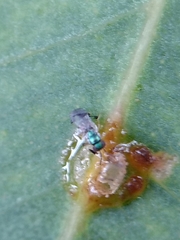 Psyllaephagus bliteus