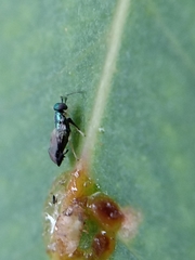 Psyllaephagus bliteus