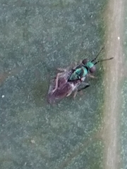 Psyllaephagus bliteus