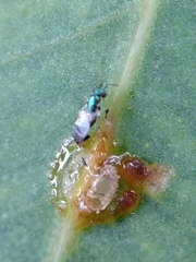 Psyllaephagus bliteus