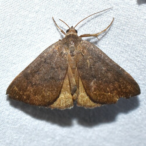 Erasa Chocolate Moth photo 4