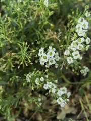 Lobularia maritima