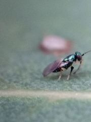 Psyllaephagus bliteus