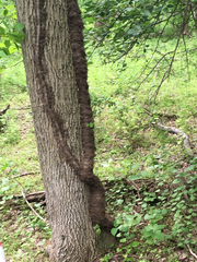Toxicodendron radicans negundo