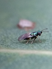 Psyllaephagus bliteus