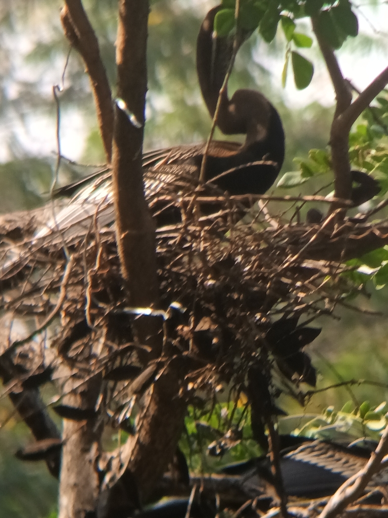 Oriental darter on a stick nest among tree branches