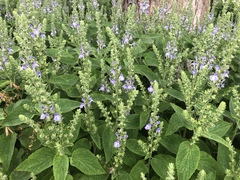 Scutellaria ovata bracteata