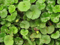 Hydrocotyle bonplandii
