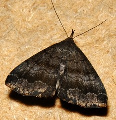 Phalaenostola larentioides