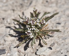 Lepidium fremontii