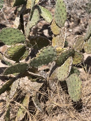 Opuntia oricola