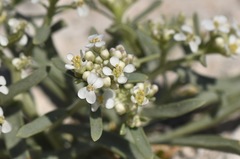 Lepidium fremontii