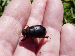 Temnorhynchus retusus