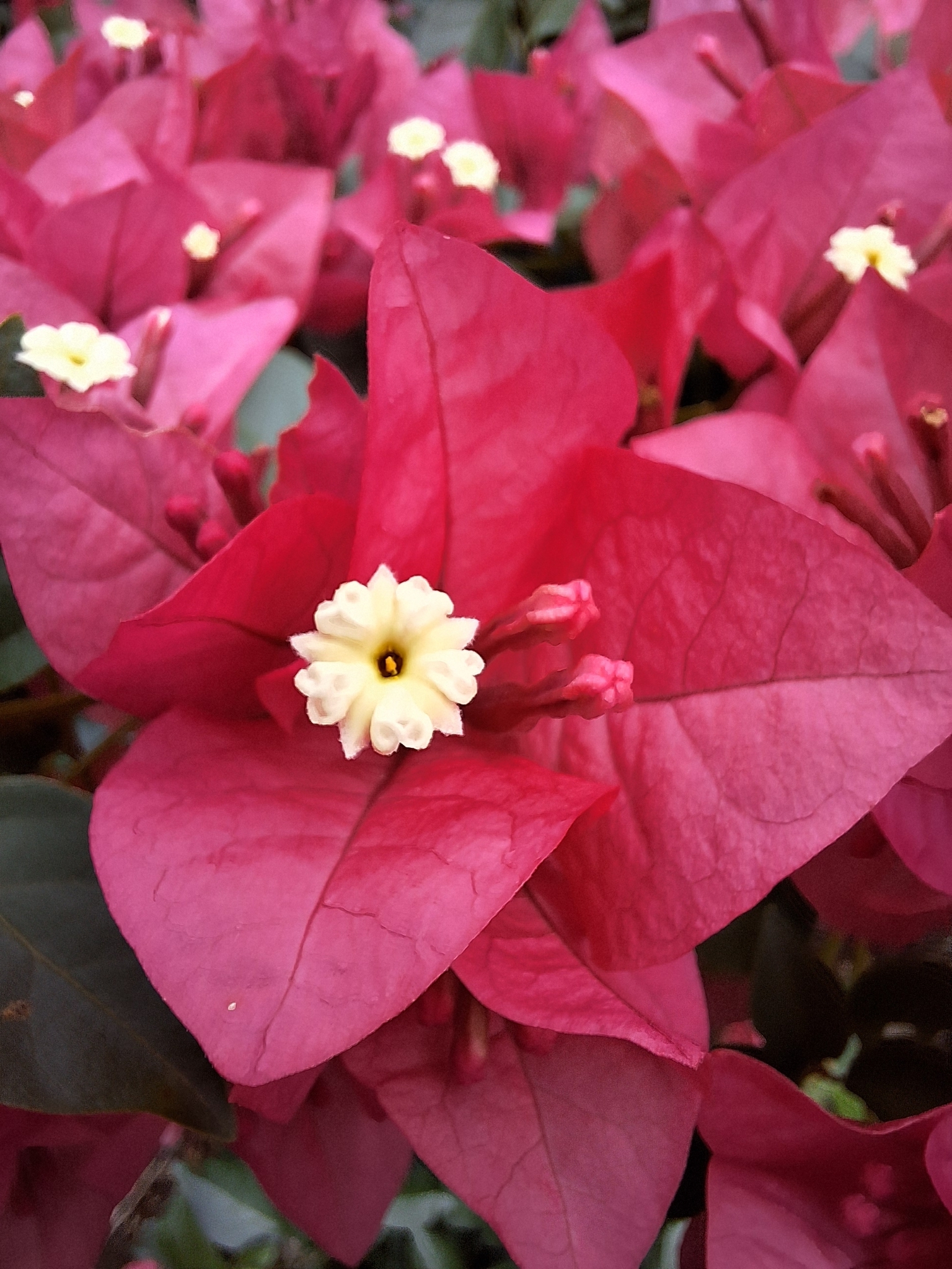 Bougainvillea spectabilis