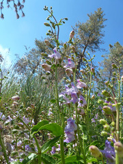 Penstemon spectabilis