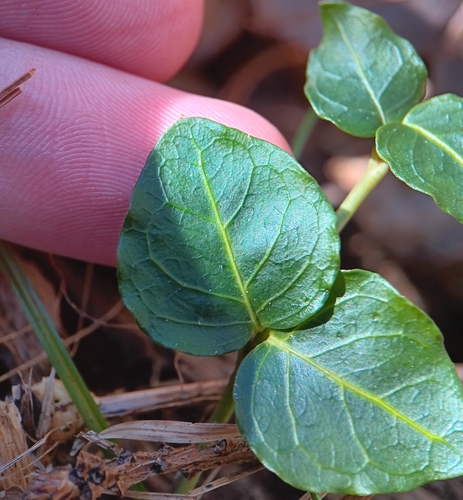 partridgeberry