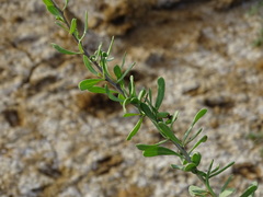 Lycium carolinianum