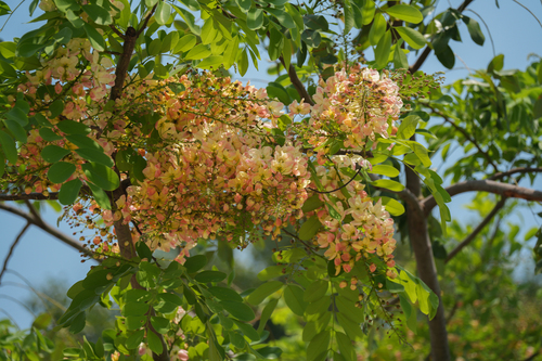 Cassia × nealiae