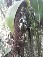 Anthurium bogotense